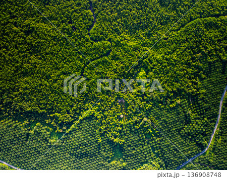 Top view aerial shot of the palm grove with green trees forest,palm grove and shadows from palm trees,Amazing nature trees background 136908748