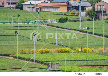島田市の大井川鐡道の抜里駅周辺の街並み(静岡県) 島田市の大井川鐡道の抜里駅周辺の街並み(静岡県) 136908856