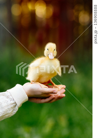Cute baby duckling during spring or easter season. 136908888