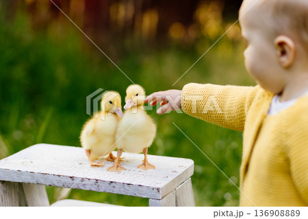 Cute toddler playing with ducklings on the farm. Cute toddler playing with ducklings on the farm. 136908889