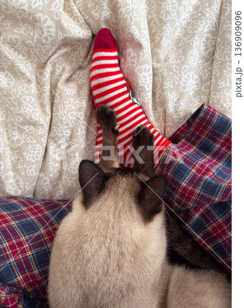 Cat resting on lap with striped sock and plaid fabric. Comfort, coziness, winter relaxation, companionship, and home intimacy concept. Cat resting on lap with striped sock and plaid fabric. Comfort, coziness, winter relaxation, companionship, and home intimacy concept. 136909096