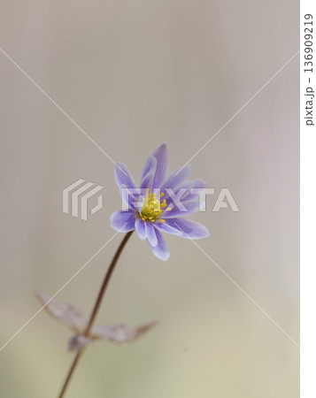 早春の森に咲くユキワリイチゲ 136909219