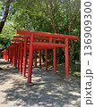 神徳稲荷神社の色鮮やかな千本鳥居と木漏れ日 鹿児島県鹿屋市 136909300