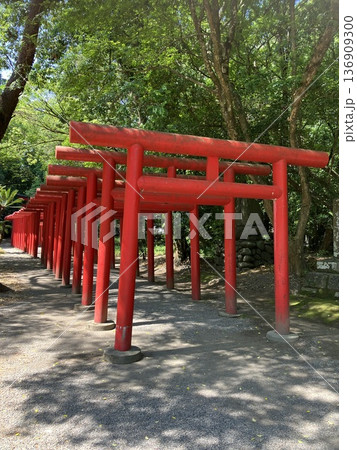 神徳稲荷神社の色鮮やかな千本鳥居と木漏れ日 鹿児島県鹿屋市 神徳稲荷神社の色鮮やかな千本鳥居と木漏れ日 鹿児島県鹿屋市 136909300