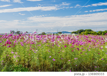 磐田市の向笠のコスモス畑の風景(静岡県) 136909333