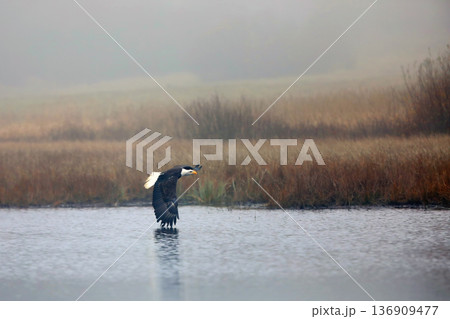 Bald eagle in flight over pond with reflection showing in water, Alaska. Haliaeetus leucocephalus. Winter scene in nature habitat 136909477