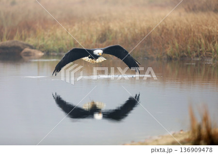 Bald eagle in flight over pond with reflection showing in water, Alaska. Haliaeetus leucocephalus. Winter scene in nature habitat Bald eagle in flight over pond with reflection showing in water, Alaska. Haliaeetus leucocephalus. Winter scene in nature habitat 136909478