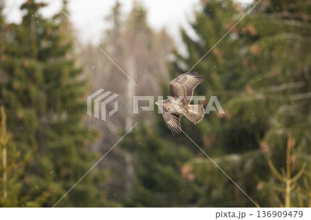 Flying bird of prey above the meadow, Common buzzard, Buteo buteo, landing in the forest. Wildlife scene from nature. 136909479