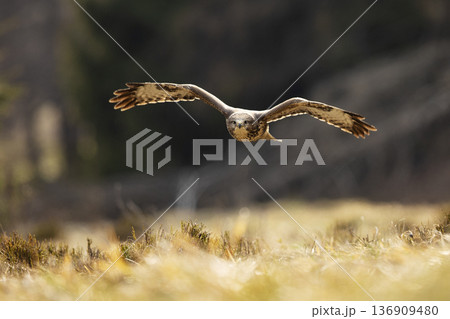 Flying bird of prey above the meadow, Common buzzard, Buteo buteo, landing in the forest. Wildlife scene from nature. Flying bird of prey above the meadow, Common buzzard, Buteo buteo, landing in the forest. Wildlife scene from nature. 136909480