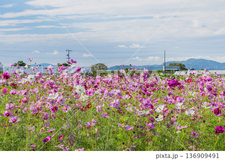 磐田市の向笠のコスモス畑の風景(静岡県) 136909491