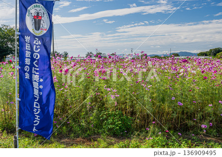 磐田市の向笠のコスモス畑の風景(静岡県) 136909495