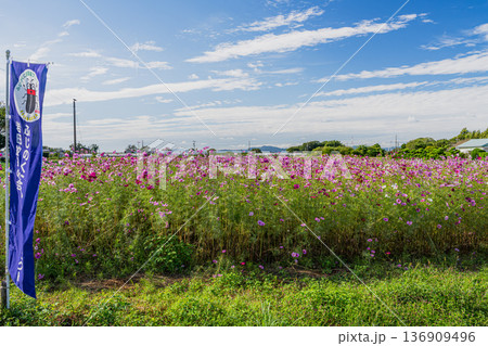 磐田市の向笠のコスモス畑の風景(静岡県) 磐田市の向笠のコスモス畑の風景(静岡県) 136909496