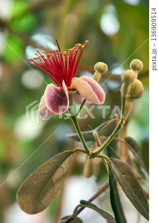 Close up of a feijoa blossom with vibrant red stamens and pale pink petals. Exotic flowering plant for botanical and garden design. Close up of a feijoa blossom with vibrant red stamens and pale pink petals. Exotic flowering plant for botanical and garden design. 136909514