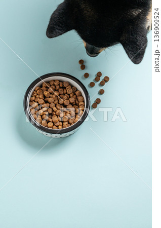 A black dog eating at a full bowl of dry food on a blue isolated background. A black dog eating at a full bowl of dry food on a blue isolated background. 136909524