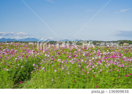 袋井市のコスモス畑の風景(静岡県) 袋井市のコスモス畑の風景(静岡県) 136909638