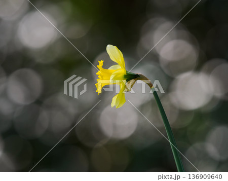 春の陽ざしを受ける黄色い水仙 136909640