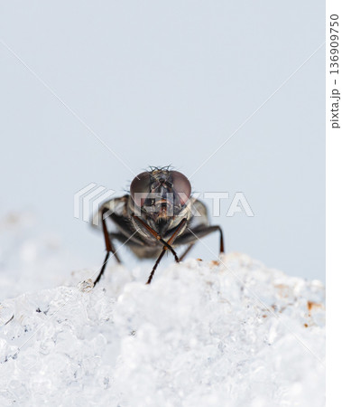 雪の上に止まるハエを正面から 136909750