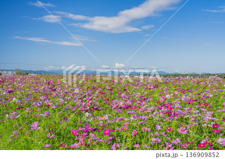袋井市のコスモス畑の風景(静岡県) 袋井市のコスモス畑の風景(静岡県) 136909852