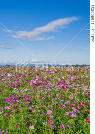 袋井市のコスモス畑の風景(静岡県) 袋井市のコスモス畑の風景(静岡県) 136909853