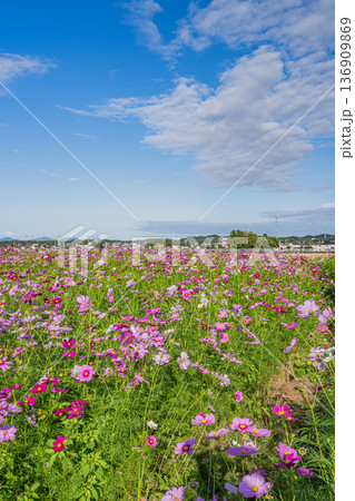 袋井市のコスモス畑の風景(静岡県) 袋井市のコスモス畑の風景(静岡県) 136909869