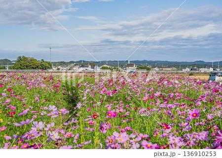 袋井市のコスモス畑の風景(静岡県) 136910253