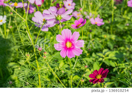 コスモスの花のある風景 136910254