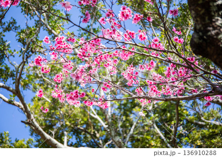 桜イメージ 桜イメージ 136910288