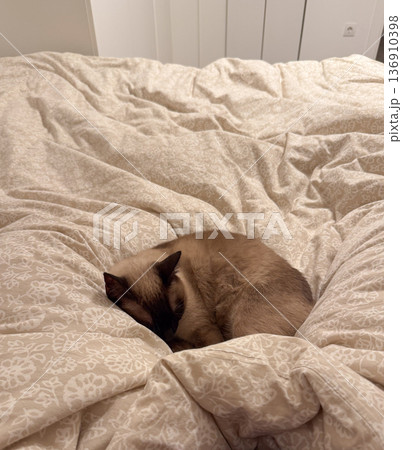 Siamese cat sleeping curled on soft patterned bedding. Comfort, tranquility, rest and cozy home atmosphere Siamese cat sleeping curled on soft patterned bedding. Comfort, tranquility, rest and cozy home atmosphere 136910398