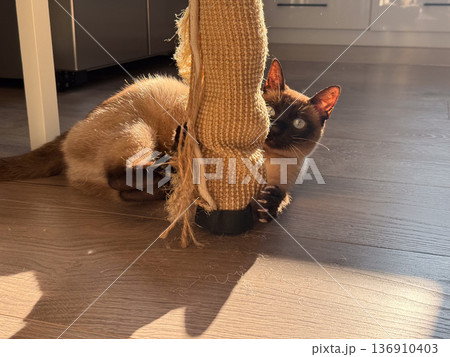 Siamese cat scratching sisal post in warm sunlight at home closeup. Playfulness, instinct behavior, pet activity and domestic lifestyle 136910403