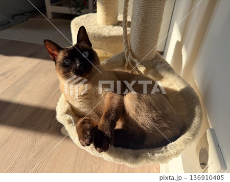 Siamese cat relaxing in hammock on scratching post at home. Domestic comfort, sunlight warmth, pet care, and peaceful lifestyle concept. Siamese cat relaxing in hammock on scratching post at home. Domestic comfort, sunlight warmth, pet care, and peaceful lifestyle concept. 136910405