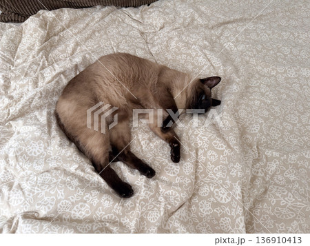 Siamese cat resting on patterned bedspread indoors. Domestic comfort, relaxation, solitude, and peaceful home lifestyle concept. 136910413