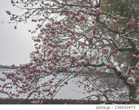 雪降る京都の神社、社殿を背景に咲く紅梅 雪降る京都の神社、社殿を背景に咲く紅梅 136910473