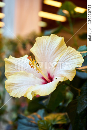 Yellow hibiscus rosa-sinensis flower in full bloom showing its vibrant petals and pistil. Tropical beauty plant for botanical illustration. 136910731