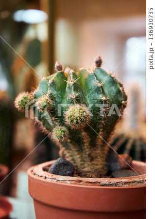 Echinopsis oxygona cactus in a pot. Growing succulent plant for botanical garden decor. Exotic nature and home gardening concept. 136910735