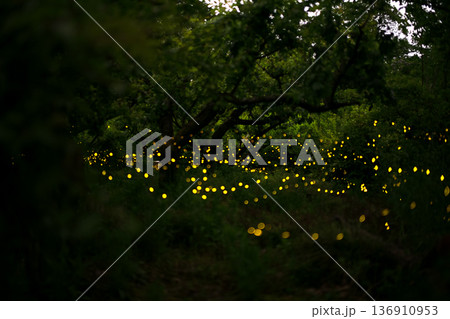 ヒメボタルの乱舞・夏のイメージ 136910953