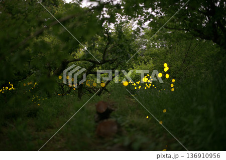 ヒメボタルの乱舞・夏のイメージ 136910956