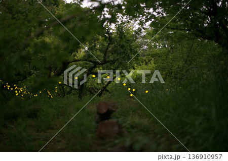 ヒメボタルの乱舞・夏のイメージ 136910957