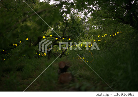 ヒメボタルの乱舞・夏のイメージ 136910963