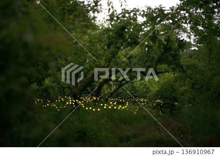 ヒメボタルの乱舞・夏のイメージ 136910967