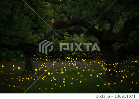 ヒメボタルの乱舞・夏のイメージ 136911071