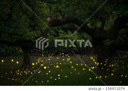 ヒメボタルの乱舞・夏のイメージ 136911074