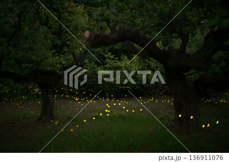 ヒメボタルの乱舞・夏のイメージ 136911076