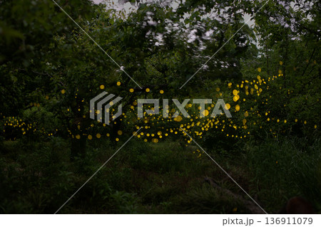 ヒメボタルの乱舞・夏のイメージ 136911079