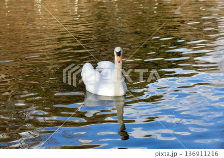 一羽の白鳥2 一羽の白鳥2 136911216