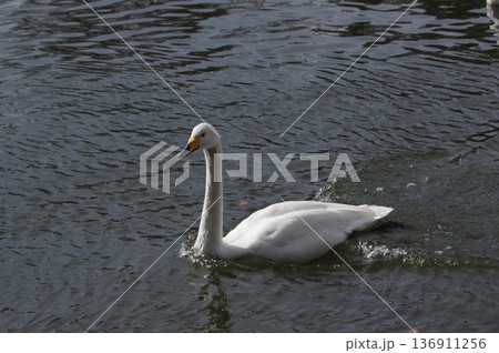 美しい白い翼の大型の渡り鳥の白鳥 136911256