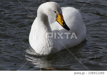 美しい白い翼の大型の渡り鳥の白鳥 136911260