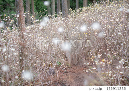 三重県 津市 美杉 ミツマタ群生地 三重県 津市 美杉 ミツマタ群生地 136911286