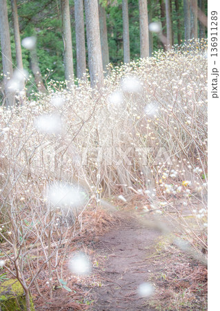 三重県　津市　美杉　ミツマタ群生地 136911289