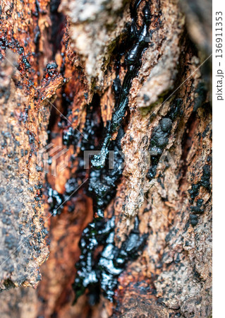 Oozing Black Sap on Rough Tree Bark 136911353