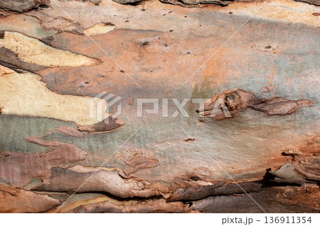 Vibrant and Textured Eucalyptus Bark Close-up Vibrant and Textured Eucalyptus Bark Close-up 136911354